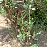 olivo margaronia bollettino settembre