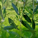 mignole olivo
