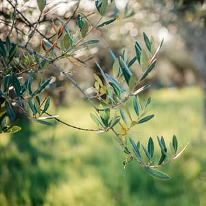bollettino olivo