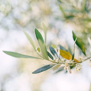 fioritura olivo bollettino
