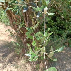 olivo margaronia bollettino settembre