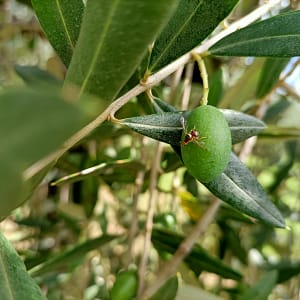 mosca olivo