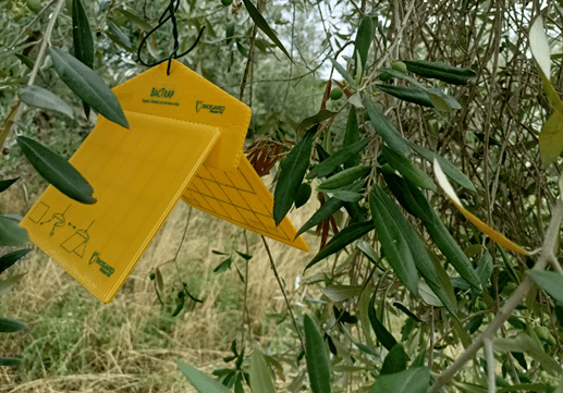 trappola mosca olivo appesa